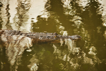 The head and snout of a crocodile appear on the surface of the murky water.                              