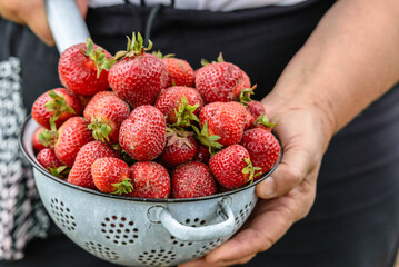 Freshly picked strawberry. Farmer's hands with harvested strawberries. Farm fresh produce from the...