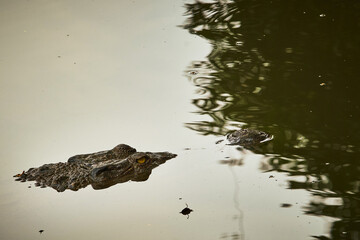 The head of a crocodile with its snout appearing above the murky water surface.