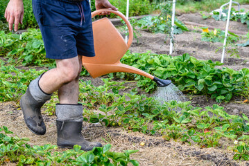 Farmer water plants in the garden with a watering can. Bio organic gardening concept.