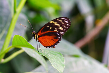 Heliconius hecale, tiger longwing, Hecale longwing, golden longwing or golden heliconian butterfly sitting on green leaf in garden background. Butterfly with black and orange wings close up, macro.
