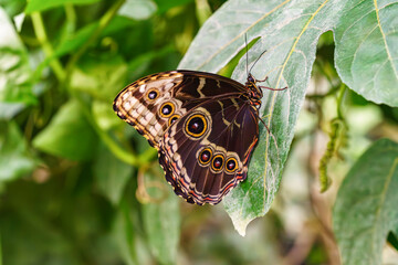 Morpho peleides, Peleides blue morpho, common morpho or the emperor butterfly, Nymphalidae family sitting on green leaf in garden background. Butterfly with brown and beige wings close up, macro.