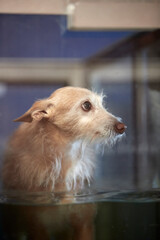 small dog on a water treadmill, therapy for injured or handicaped dogs