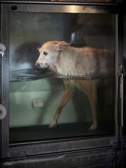 small dog on a water treadmill, therapy for injured or handicaped dogs