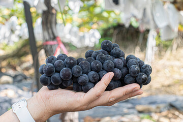 grape hanging in a vineyard.