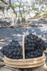 grape hanging in a vineyard.