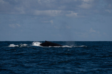 Fototapeta premium Humpback whale in Itacaré Bahia Brazil ocean at sunset with blue textured sea sky and tropical nature wildlife photography baleia jubarte 