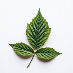 A conceptual and minimalist close-up of a single blackberry leaf, isolated on a stark white background