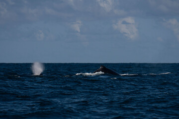 Obraz premium Humpback whale in Itacaré Bahia Brazil ocean at sunset with blue textured sea sky and tropical nature wildlife photography baleia jubarte 