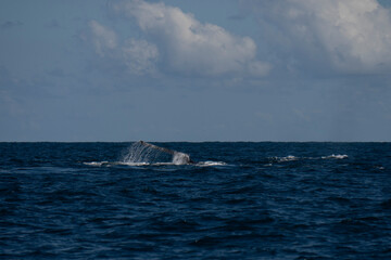 Fototapeta premium Humpback whale in Itacaré Bahia Brazil ocean at sunset with blue textured sea sky and tropical nature wildlife photography baleia jubarte 