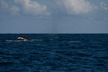 Humpback whale in Itacar&eacute; Bahia Brazil ocean at sunset with blue textured sea sky and tropical nature wildlife photography baleia jubarte 