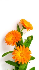 Orange flowers with green leaves on white background