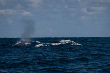 Humpback whale in Itacaré Bahia Brazil ocean at sunset with blue textured sea sky and tropical nature wildlife photography baleia jubarte 
