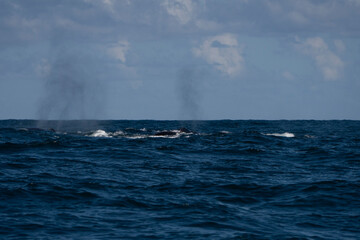 Humpback whale in Itacaré Bahia Brazil ocean at sunset with blue textured sea sky and tropical nature wildlife photography baleia jubarte 