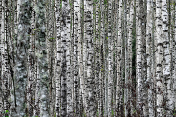 Fototapeta premium Tranquil Birch Forest with Tall White Tree Trunks in Dense Woodland Creating Natural Pattern and Calm Atmosphere