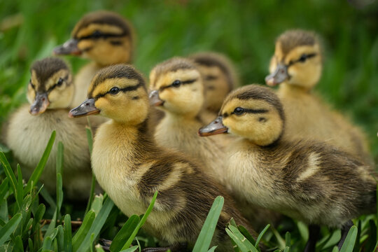 Brood of Mallard Ducklings - Powered by Adobe