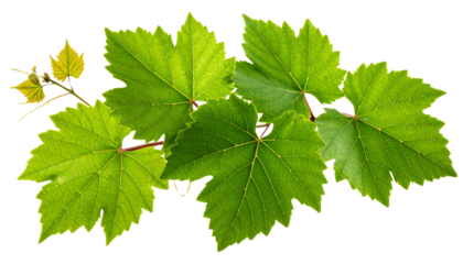 Fresh green grape leaves and vines growing on a branch on White background