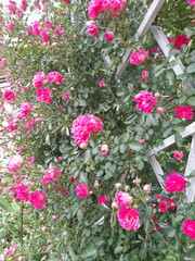 pink flowers in a garden