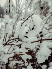 winter, snow, tree, cold, nature, branch, ice, frost, white, frozen, plant, forest, season, branches, berry, bush, christmas, trees, closeup, snowfall, weather, snowy, macro, outdoors