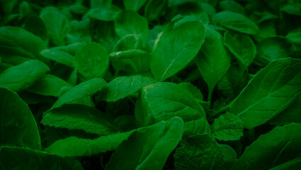 green leaves of a plant