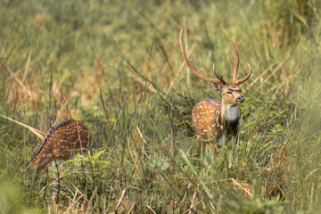 Proud chital stag standing tall with majestic antlers as his mate grazes nearby in dense grassland during deer mating season in the wild.