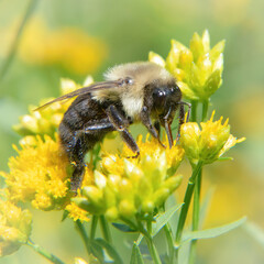 Bumblebee and Goldenrod, Nasketucket Bay State Reservation, Massachusetts