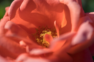 紅色のバラの花のアップ