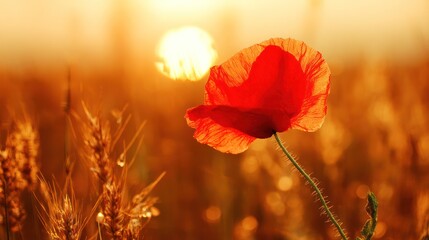 A vibrant red poppy flower in a sunset-lit field, representing remembrance and natural beauty. inspiring travel planning.