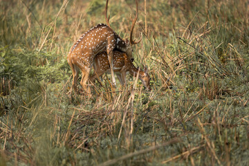 Spotted deer mating captured in wilderness, with male stag mounting female partner amidst grassland during breeding season in natural habitat.