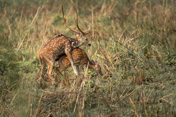 Spotted deer mating captured in wilderness, with male stag mounting female partner amidst grassland during breeding season in natural habitat.