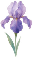 Watercolor purple iris, elegant petals,