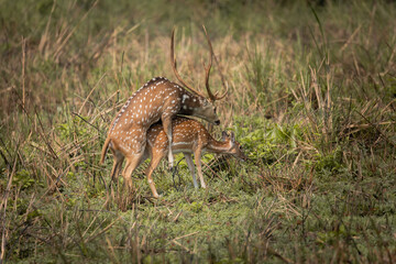 Spotted deer mating captured in wilderness, with male stag mounting female partner amidst grassland during breeding season in natural habitat.
