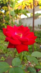 Vibrant red rose close-up