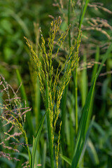 On the banks of the river and in the water, the forage grain Glyceria maxima grows