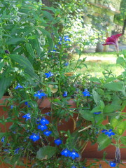 very beautiful blue flowers in the park
