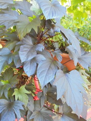 very interesting and beautiful plants with colorful leaves in the park