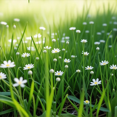 White Flowers in Green Grass, Blooming White Blossoms on Grass, Daisies in the Meadow, Spring Grass with White Flowers, Whispers of White in the Field, Gentle Blooms on Fresh Grass