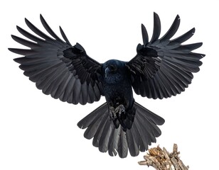 Obraz premium Black crow in flight against white background