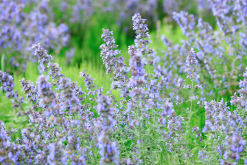 Obraz premium Blooming Lavender Field in Full Purple Glory under Summer Sky, Furano, Hokkaido, Japan
