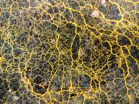 Slime molds form complex branching and interconnected networks, creating detailed patterns that look like biological or neurological maps against a dark textured background.