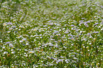 Fototapeta premium Erigeron annuus known as annual fleabane, daisy fleabane, or eastern daisy fleabane