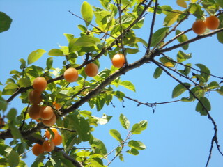 a very beautiful tree with yellow fruits against the blue sky