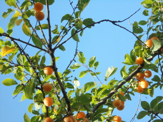 a very beautiful tree with yellow fruits against the blue sky
