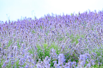 Fototapeta premium Blooming Lavender Field in Full Purple Glory under Summer Sky, Furano, Hokkaido, Japan