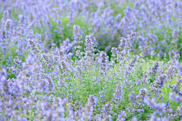 Obraz premium Blooming Lavender Field in Full Purple Glory under Summer Sky, Furano, Hokkaido, Japan