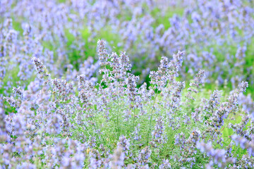 Obraz premium Blooming Lavender Field in Full Purple Glory under Summer Sky, Furano, Hokkaido, Japan