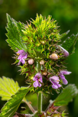 Flowers and leaves of Stachys thirkey