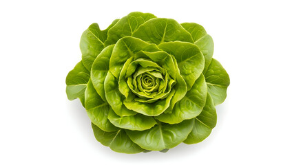 Obraz premium Fresh Butterhead Lettuce Head on White Background.