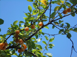 a very beautiful tree with yellow fruits against the blue sky