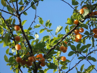 a very beautiful tree with yellow fruits against the blue sky